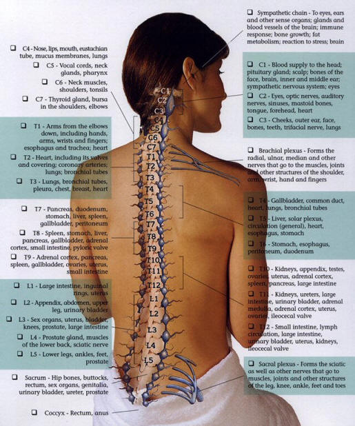 Acupressure : Acupressure points, Reflexology, Meridians ... diagram scalp above 